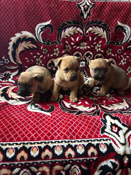 Френски булдог майка