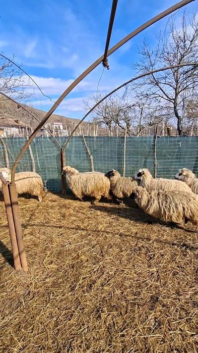 Vând oițe noatene țurcane