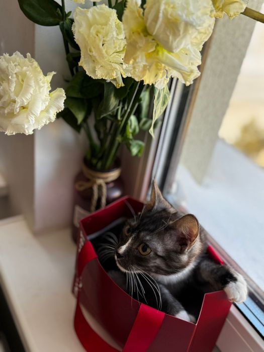 Котенок девочка в добрые руки