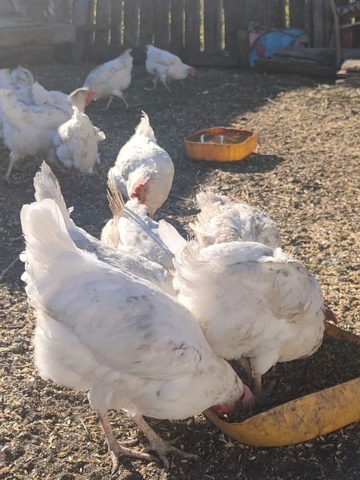 Куры несушки белые породы "Легорн"