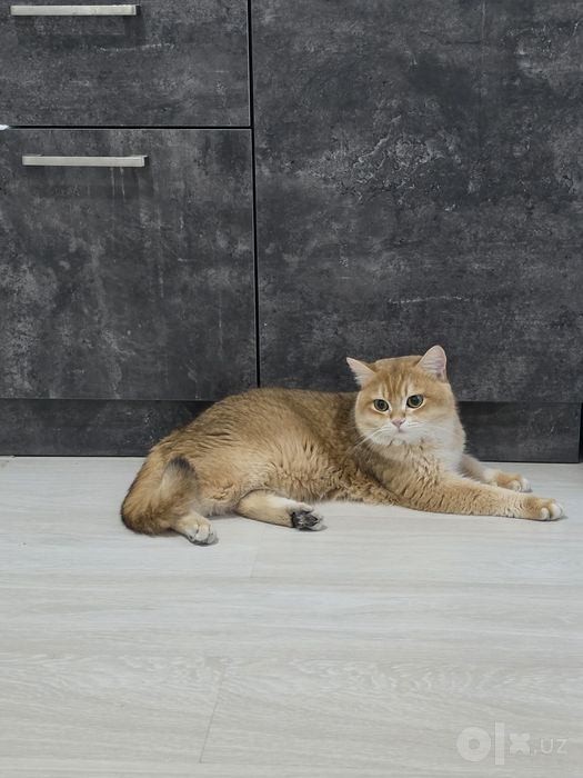 Британский скотиш страйт.