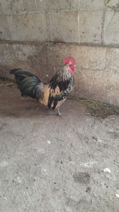 Продам карлик шустрый