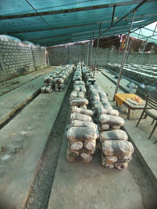 Veshinka qoziqorin bloki sotiladi