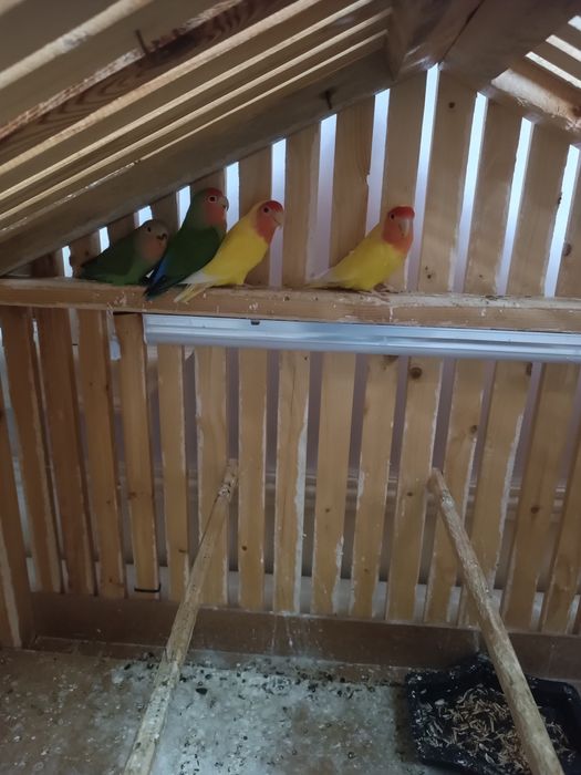 Неразлучка сотилади