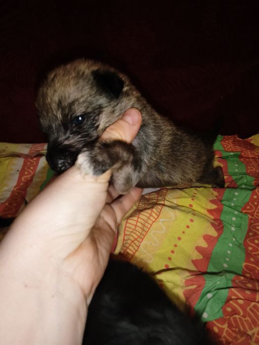 Отдам щенков в любищие руки