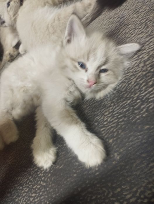 Отдам котят в добрые руки