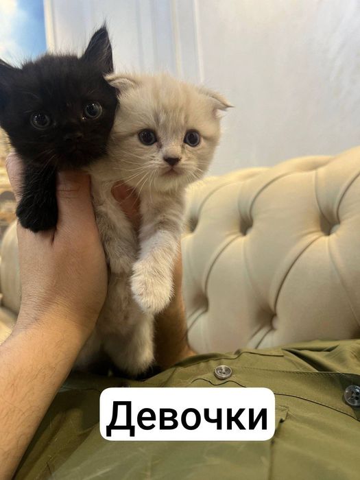 Продаются котята Scottish Fold и Straight