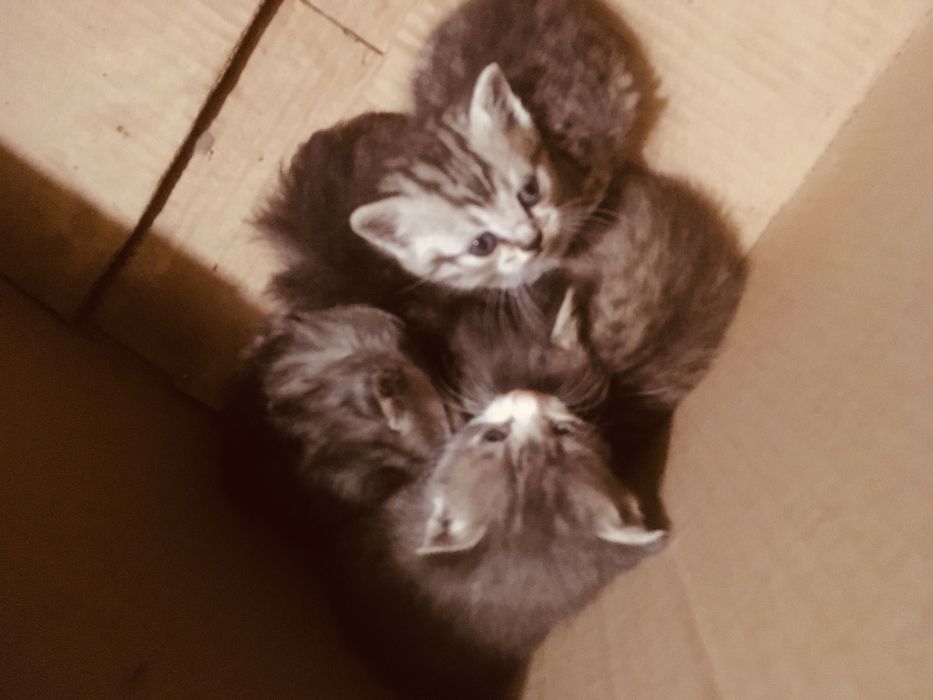Котят в добрые руки