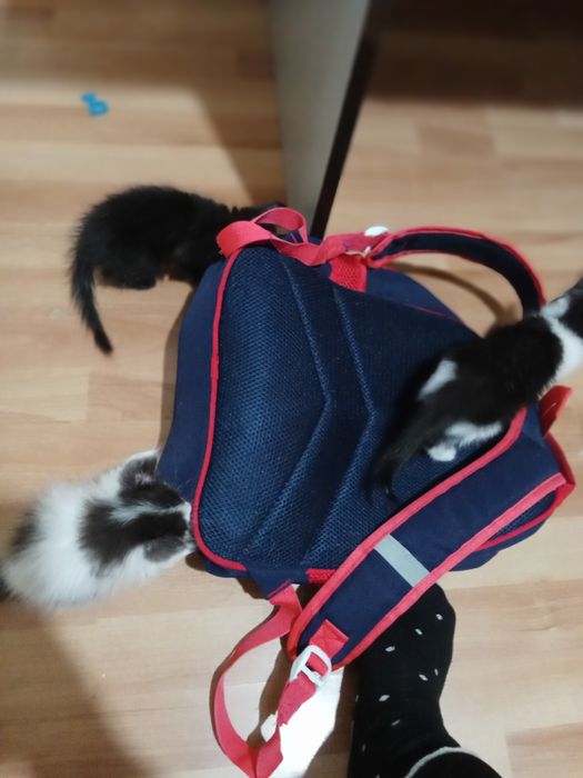 Пушистики ,полтора месяца,в добрые руки.