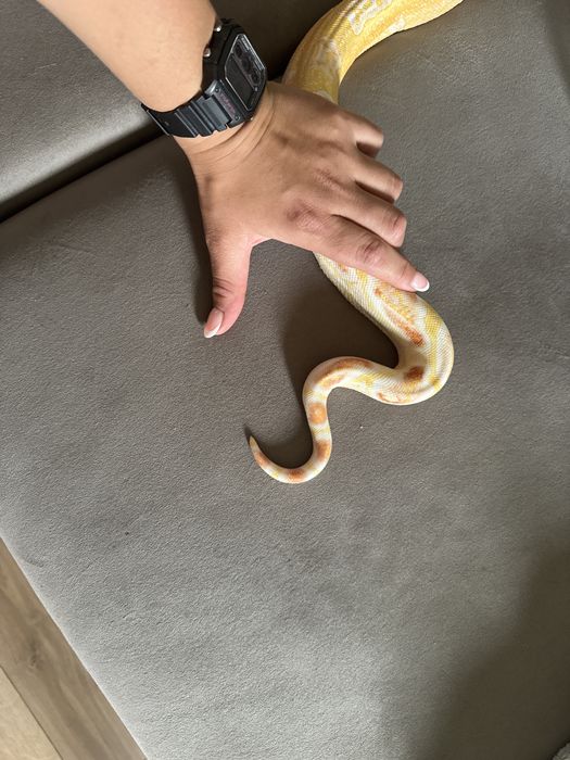 Боа Удушвач / Boa constrictor