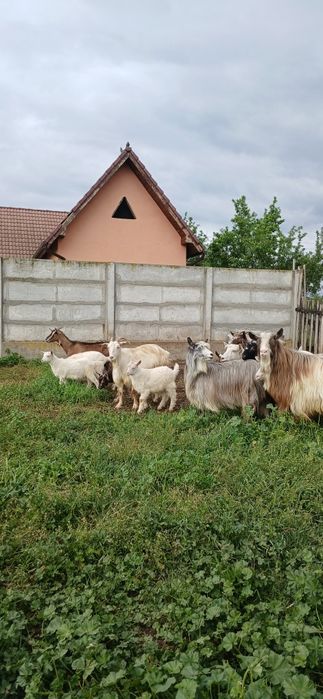 Vând capre de ținut