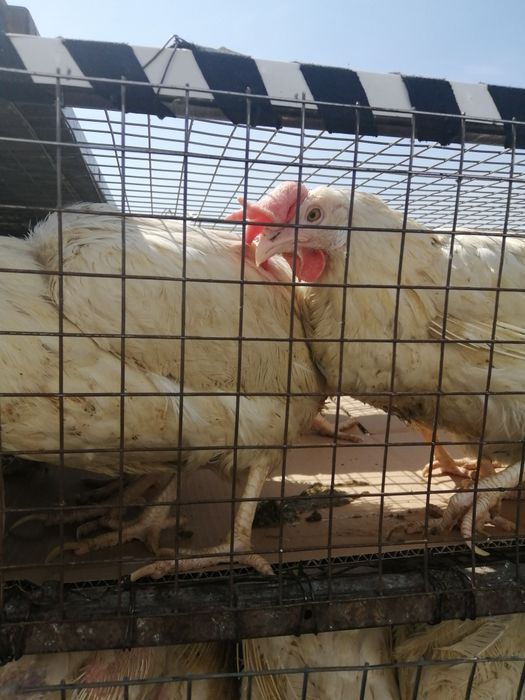 Куры несушки  легорн