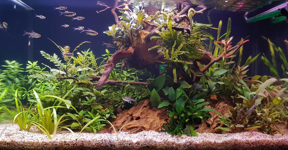 Поддръжка и изработка на аквариуми  Аква Кеър