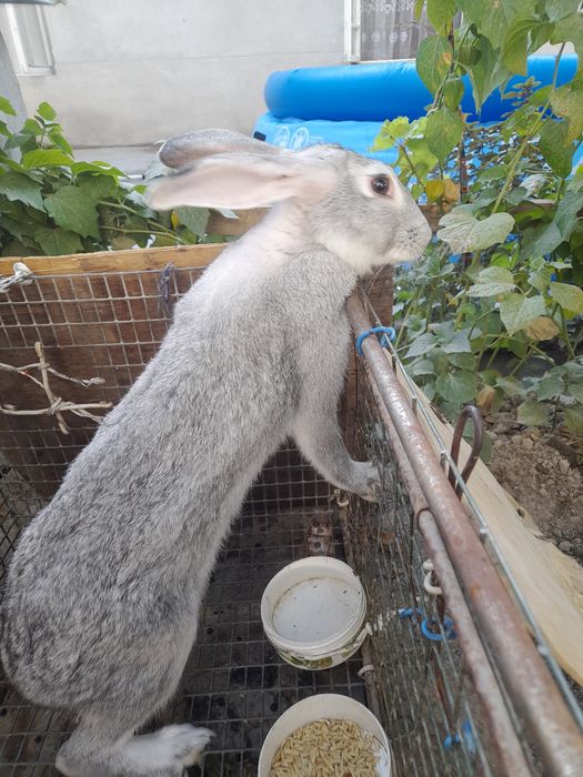 Куйон сотилади 150.000.сум