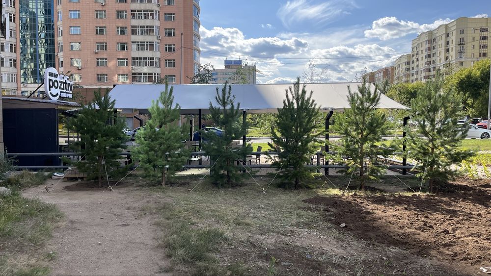 Саженцы, деревья , кустарники, сосны, ели,