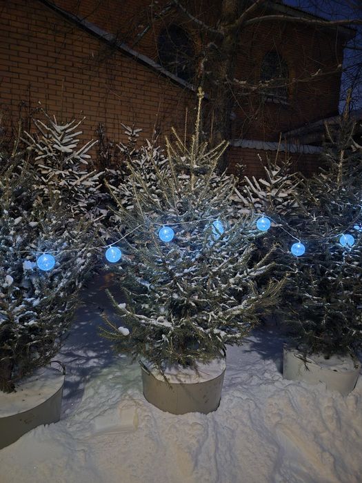 Елки Новогодние, Живые Елки, Елки в горшках, Елки живые в горшке,