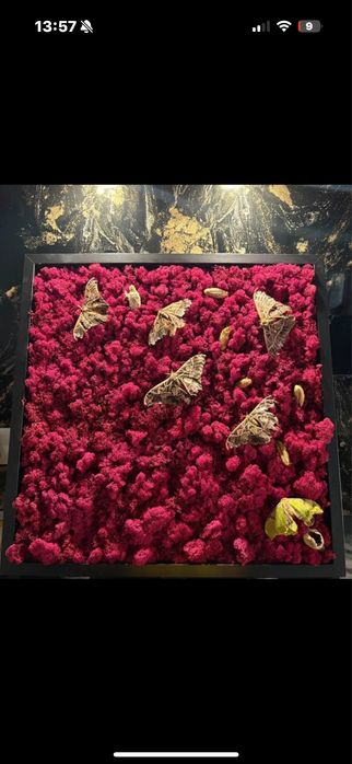 Tablou licheni stabilizati cu fluturi exotici reali si coconi tablou insecte exotice decoratiune premium trimit prin olx
