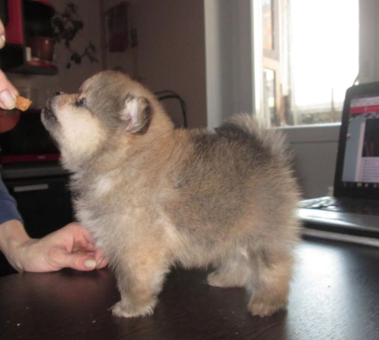 Девочка, шпиц миник