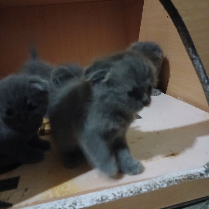 Котята веслоухие продоеться осталос 2шт