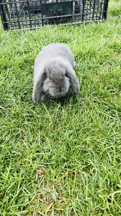 Disponibili 4 iepurasi berbec german