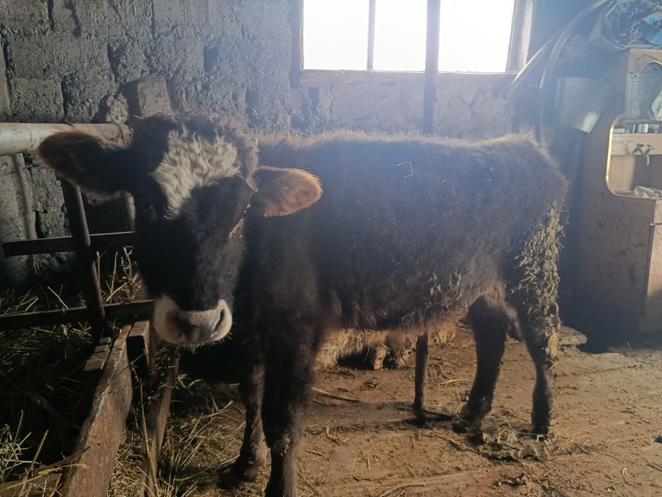 Продам бычка 6 месяцев