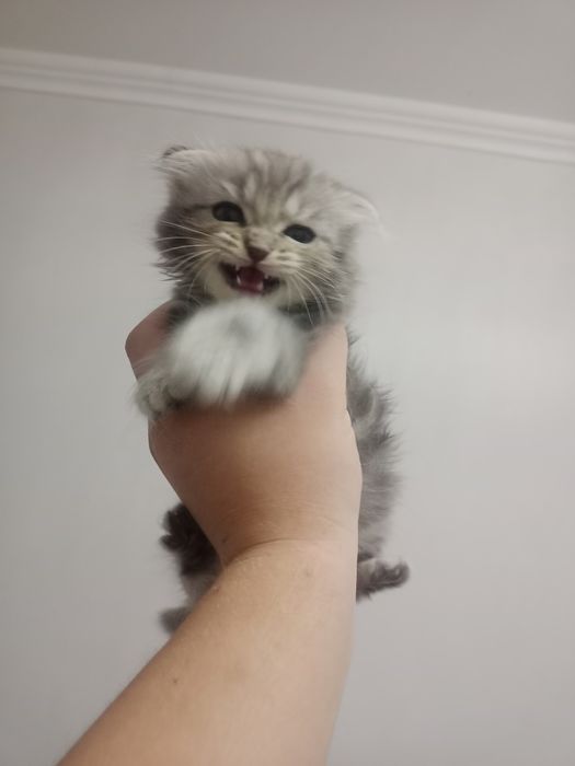 Porno lesbiyan bekasi va uy bekasi