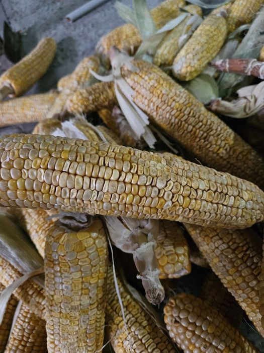 Кукурузу для корма