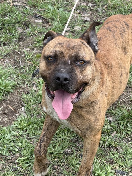 Стаффордширский терьер