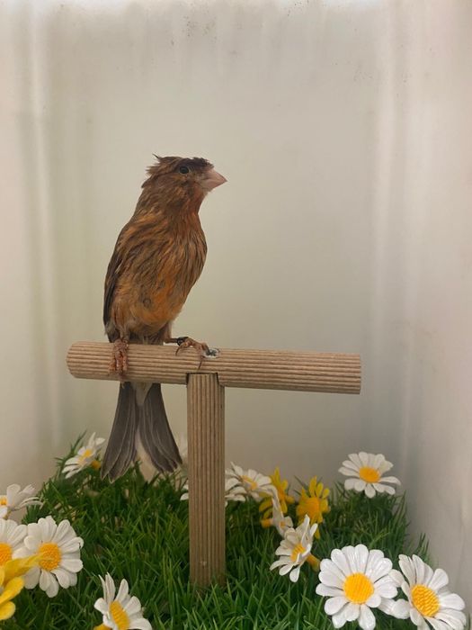 Canari arlechini portughezi