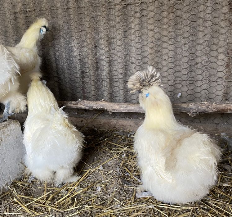 Matase japoneza albe