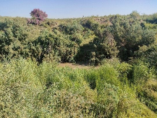 Чиноз туманида 40сотих ер участка сотилади арзон