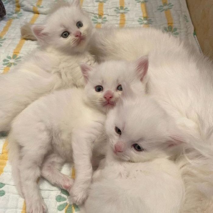 Котята Scottish fold и турейкая ангора