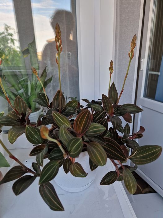 Продам цветы комнатные