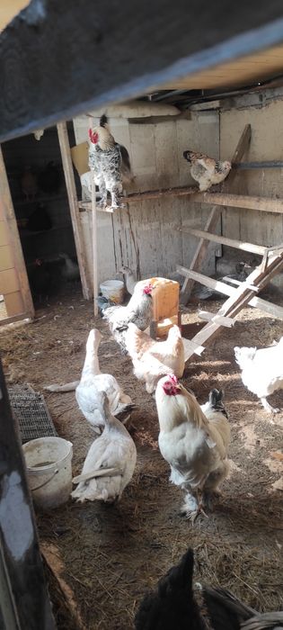 Петухи домашнее красивые