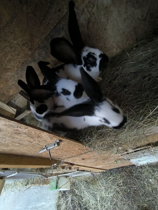 Iepurasi fluture german