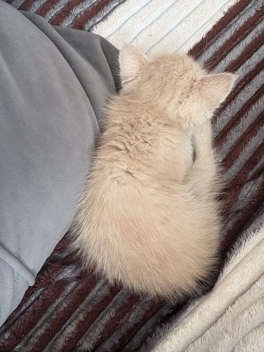 Котенок светло рыжий