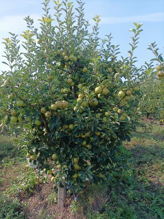 Ябълкова градина