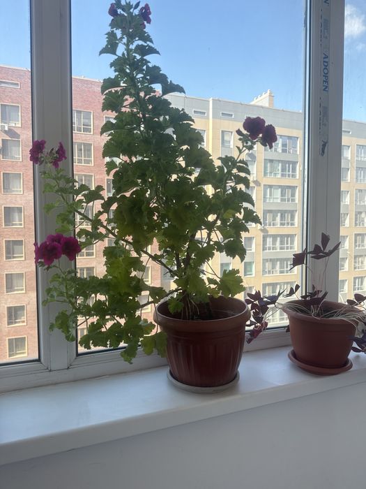 Продам Комнатные растения