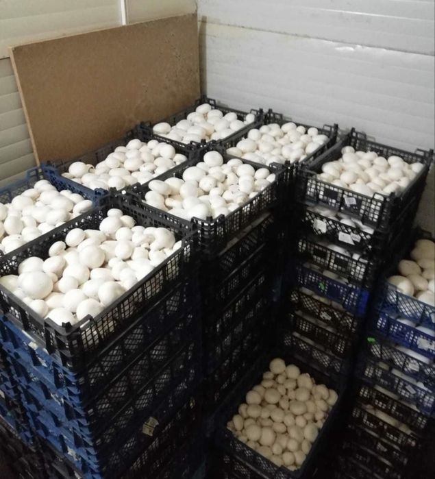 Ciuperci Champignon Albe .Pret de producător !!