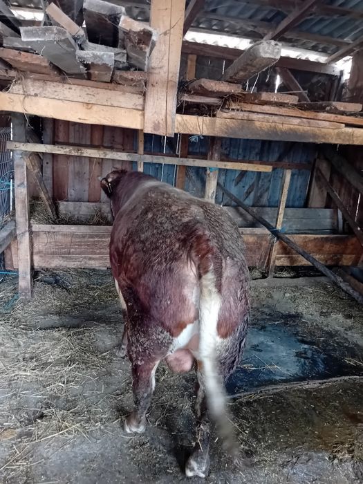 Disponibil taur  foarte mare