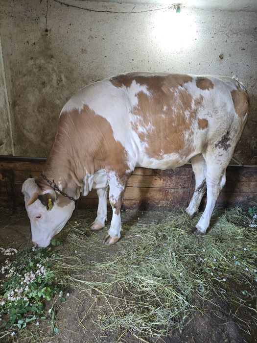Juninca 1 an si 2 luni, Baltata Romaneasca