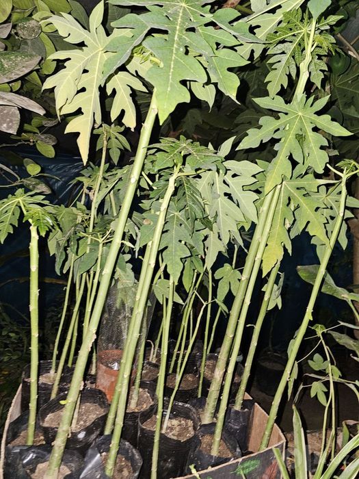 Banan va Papaya ko'chatlari garantyali