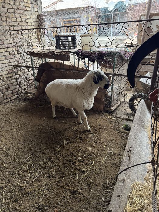 Кучкор сотилади бир ёшар.