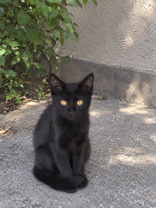 черный котенок в добрые руки