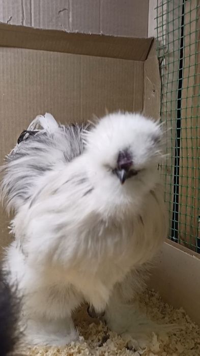 Тухум жужаларга заказ оламиз манзил шахрихон