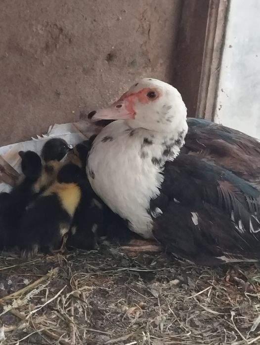 Индоутка с утятами