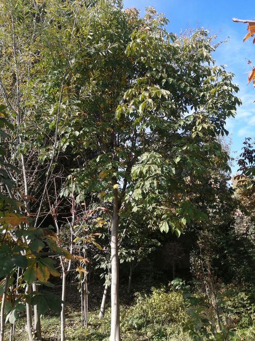 Kashtan daraxtlari bor 3,5metrdan 4,5metrgacha shakl berilgan 15 yilli