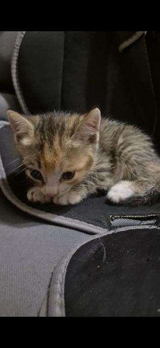 В добрые руки котенок