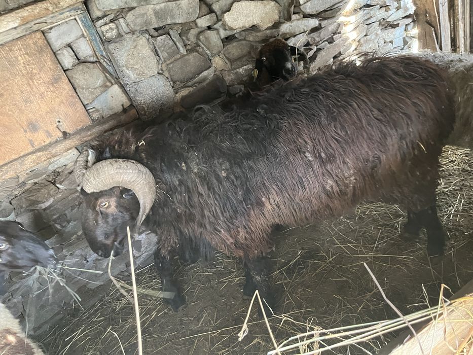 Продам барана крупный