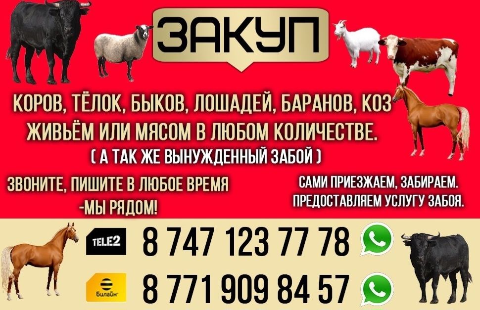 Лошадей лошадь кобыла